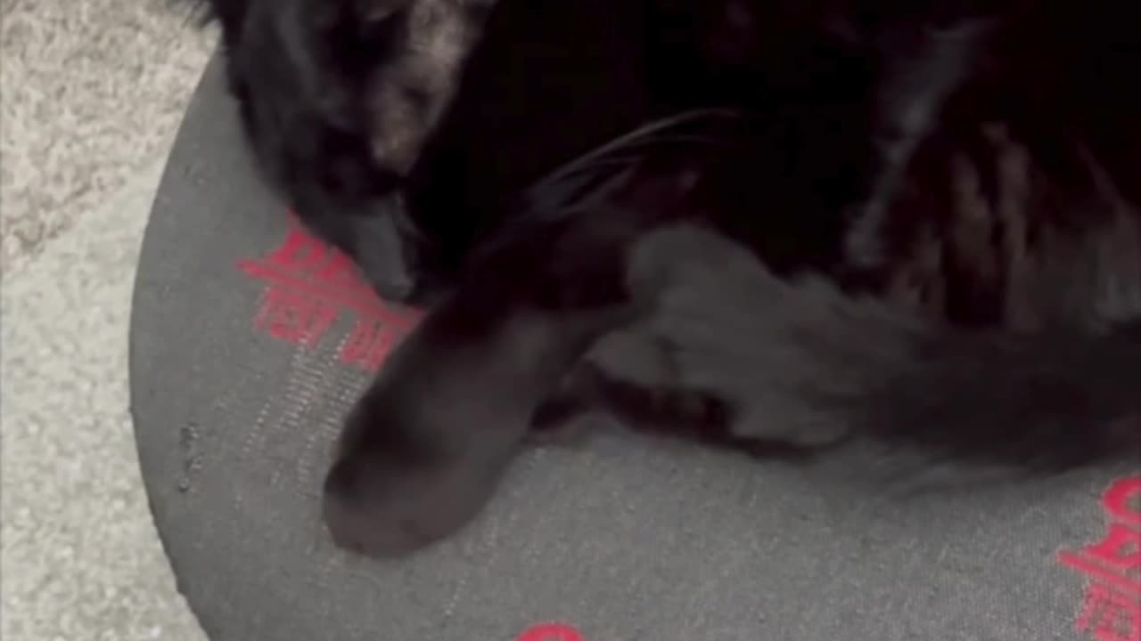 Precious Piper Takes a Rest While Managing the Office - Adopting a Cat from a Shelter Vlog #shorts