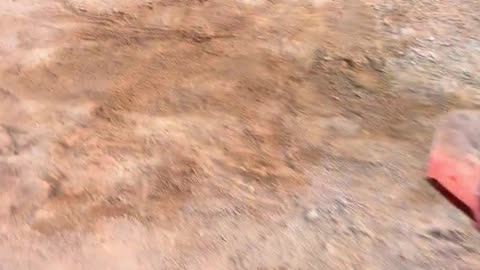 Run, crocodile.