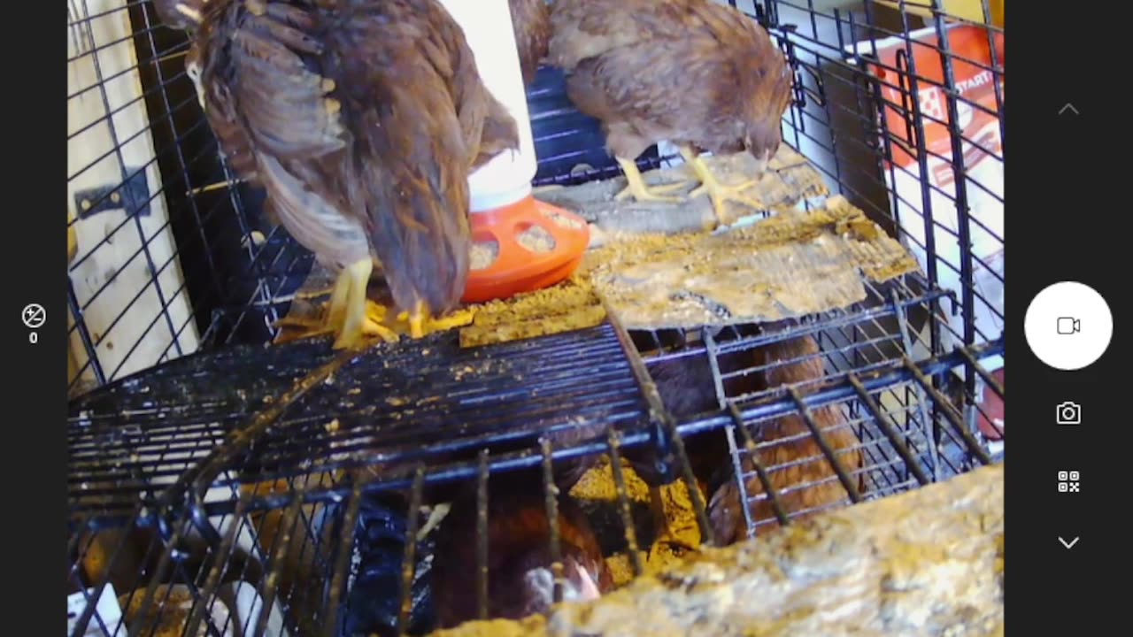 Cluck-a-roo Bonzai! The Adventure Begins!