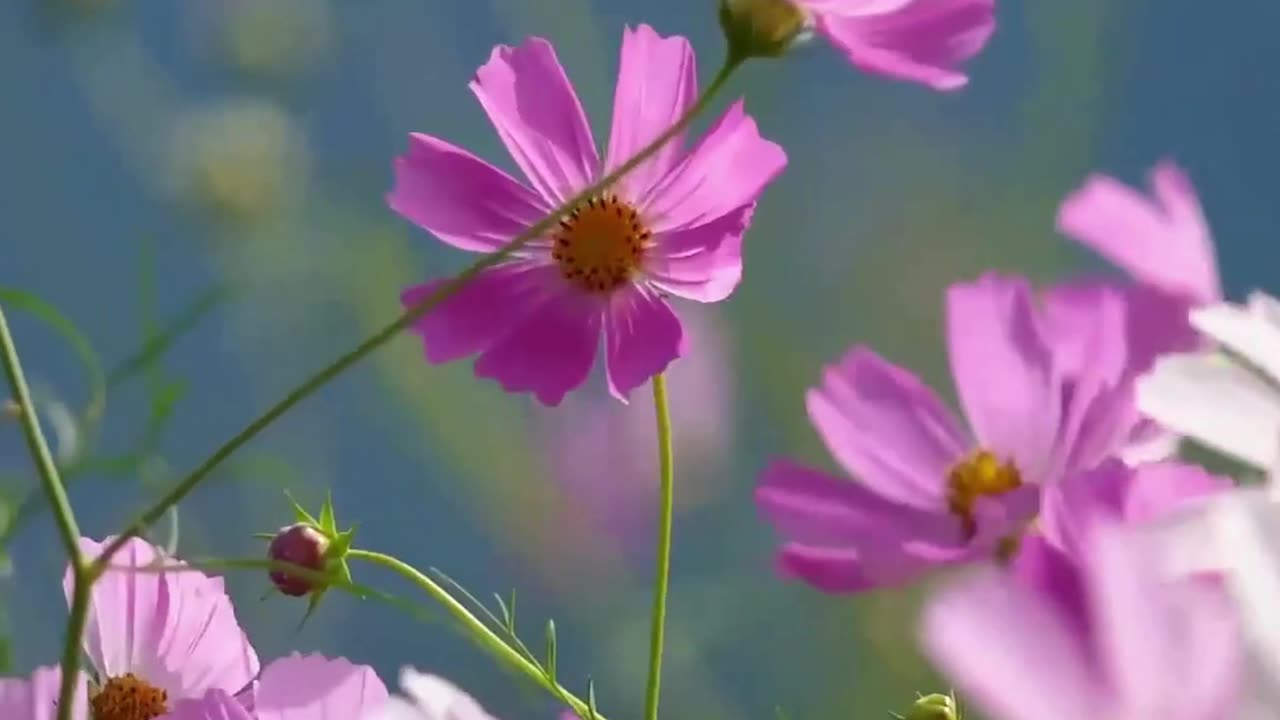 Prayer for Calmness in Stressful Times | Find Peace, Serenity & Strength