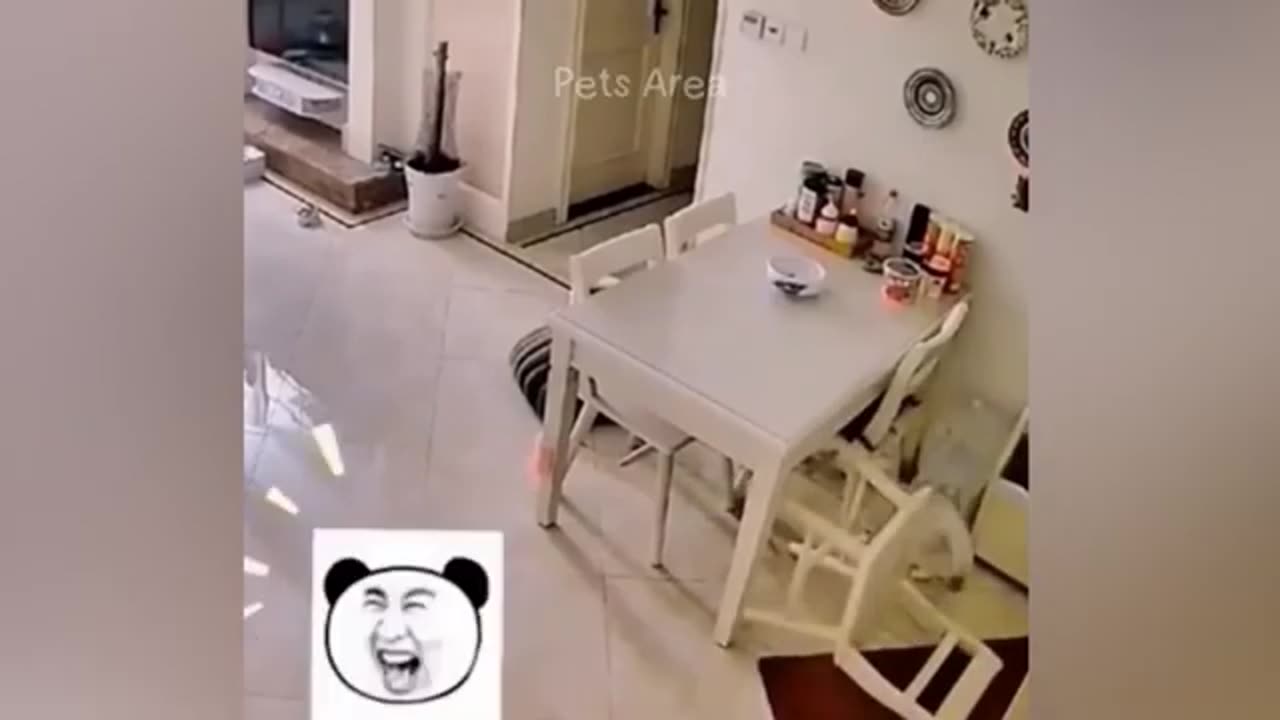 funny animal fails! 😆