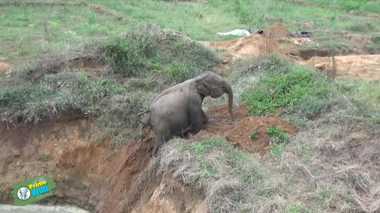 WILD LIFE