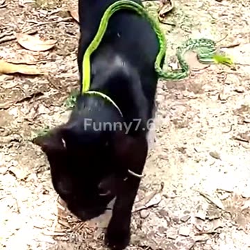 Cat Vs Poisonous Snake