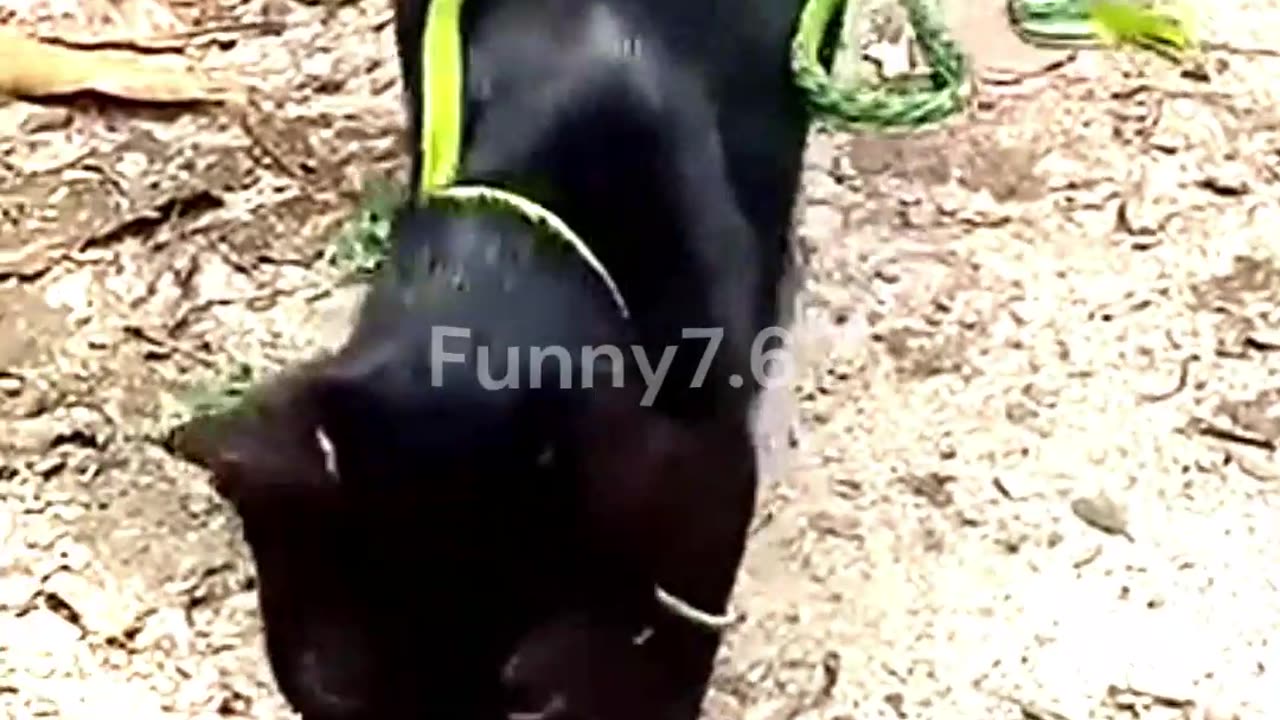 Cat Vs Poisonous Snake