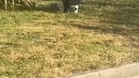 Hilarious Pet Moments That Will Make You LOL! 🎬🐾