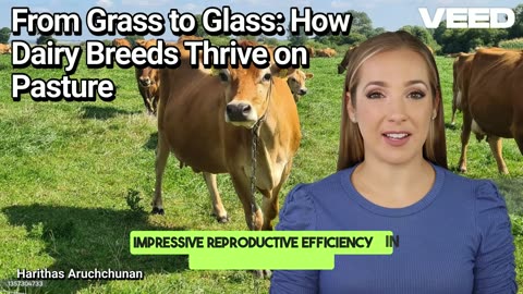 Pasture Prowess:Best Dairy Breeds Revealed