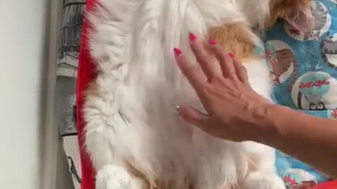 Funny Cat Lying Upside Down