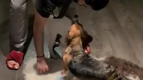 😂🐶 This Dog's Patience is Amazing! | FunFM