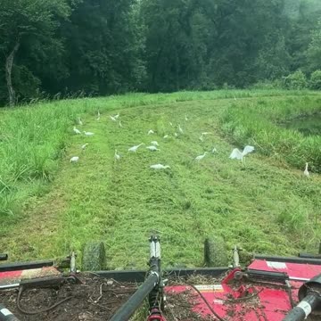 Cattle Egrets love their Snacks!!!