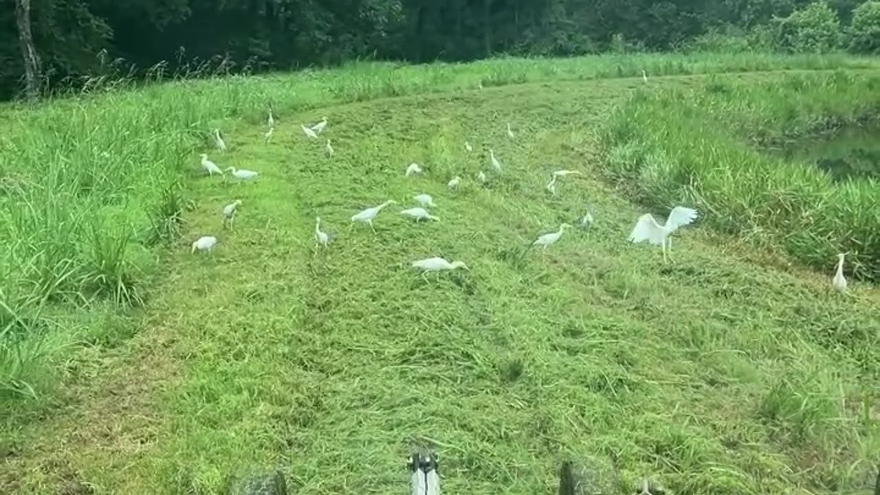 Cattle Egrets love their Snacks!!!