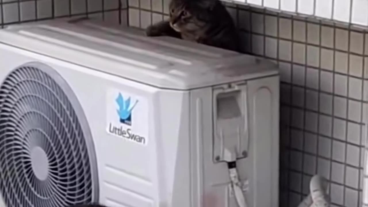 Cats playing hide and seek