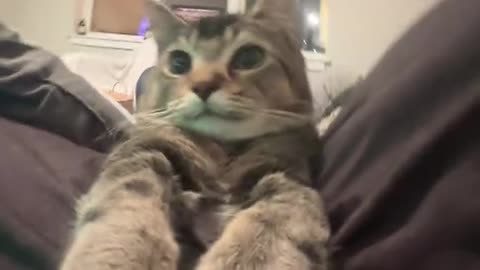 CAT DG