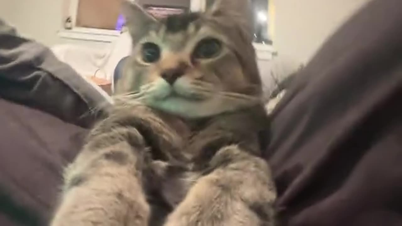 CAT DG