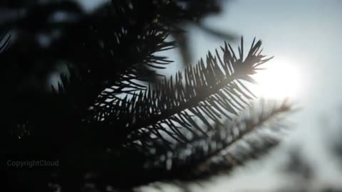 4K Video Nature Nature Videos 4K HD No Watermark