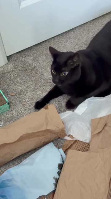 Cute Precious Piper Enjoys Herself in the Office - My Adopted Shelter Cat Vlog. #shorts