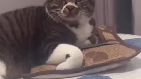 😊 😺#Gatitos 😸#Graciosos 🫶🏻Que 😽#Imitan 🐶A 🐰#Otras 🐹#Especies.👍