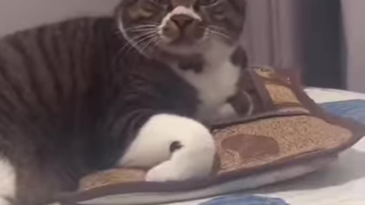 😊 😺#Gatitos 😸#Graciosos 🫶🏻Que 😽#Imitan 🐶A 🐰#Otras 🐹#Especies.👍