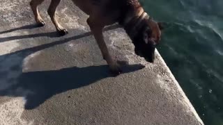 😂🐶 Paws-itively Hilarious! Dog's Got His Own Game! | FunFM