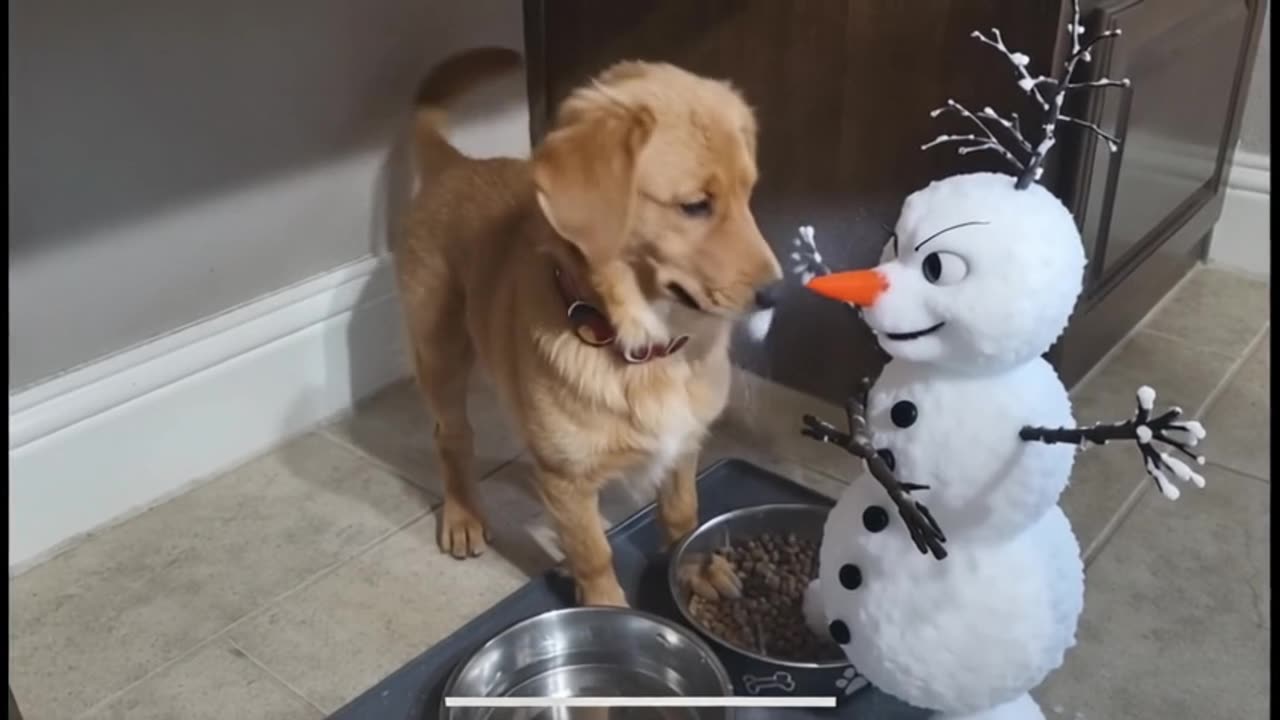 Adorable Puppy Eats Dinner and Plays with Olaf