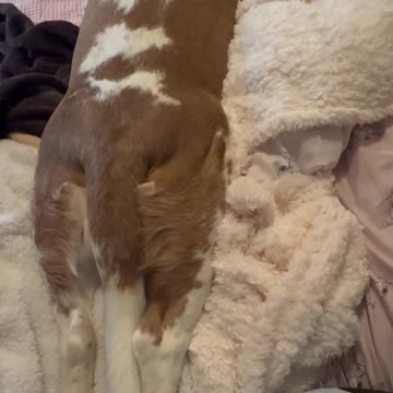 Sleepy Basset Has A Happy Dream