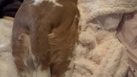 Sleepy Basset Has A Happy Dream