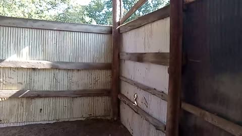 Racoon Kits Meet Barn Cats
