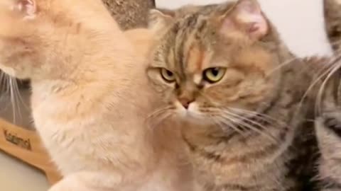 Animals Funny Video Clip 1