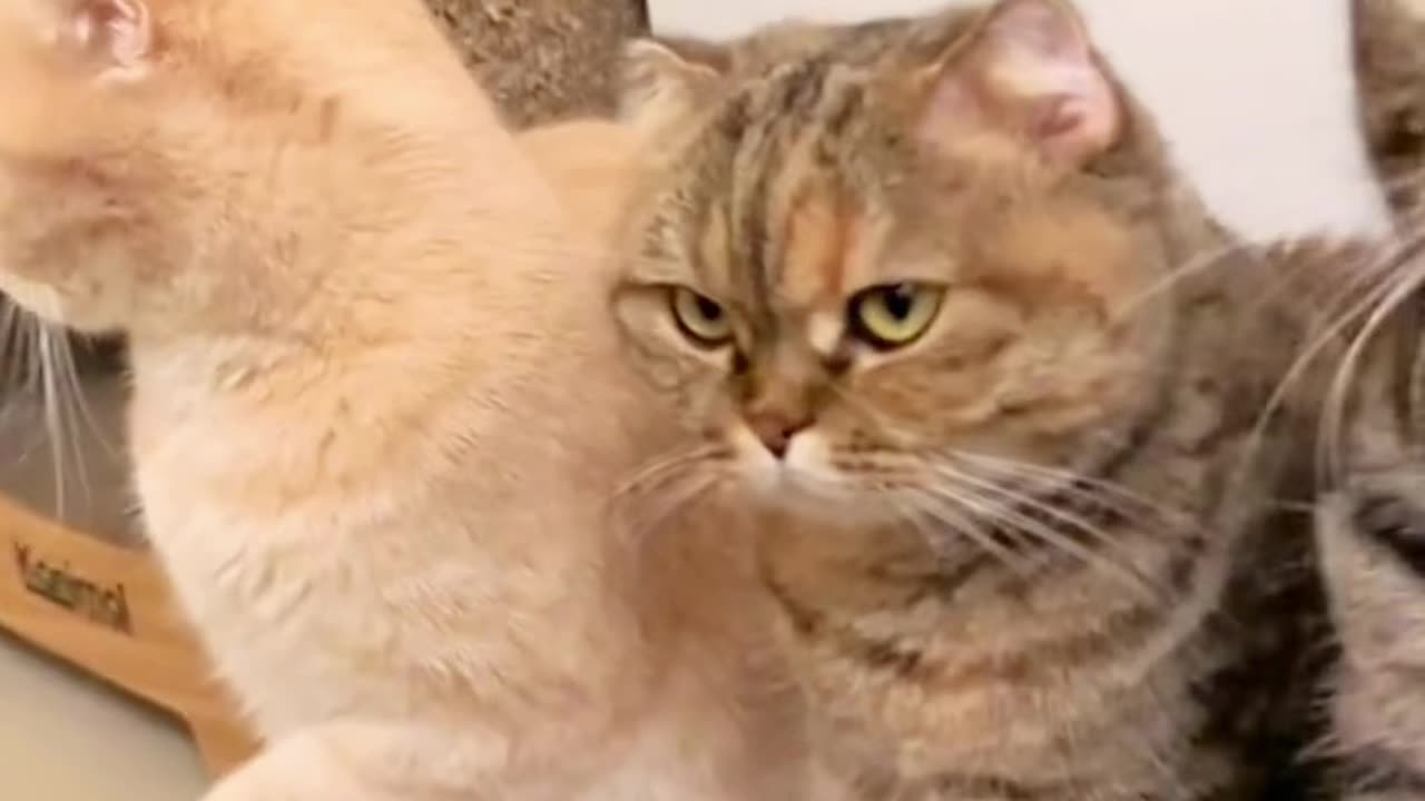 Animals Funny Video Clip 1
