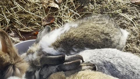 Tiny Bunny Paws – Slow Motion Hop