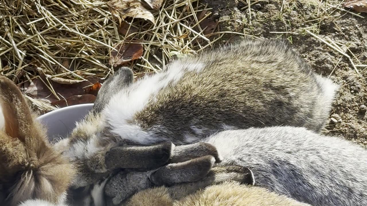 Tiny Bunny Paws – Slow Motion Hop