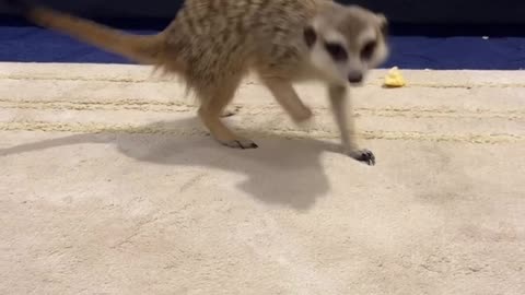 Pet Meerkat Runs After Jerboa
