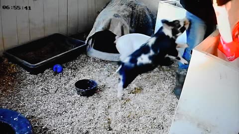 Breakfast time at Windy Wolf Farm