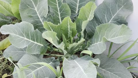 Cauliflower in rooftop kitchen garden