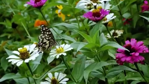 Butterflies, cartepillar and a piano