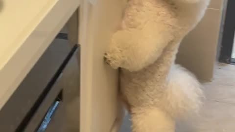 Funny & Cute Animals That Will Make Your Day 😹🐶 | Try Not to Laugh