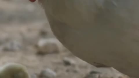 Baby chicken