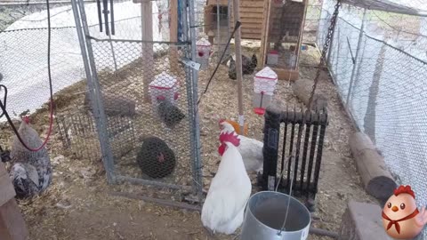 Chicken Live Stream