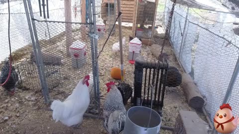 Chicken Live Stream