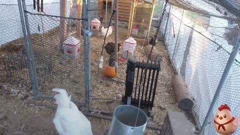 Chicken Live Stream