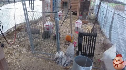 Chicken Live Stream