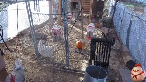 Chicken Live Stream