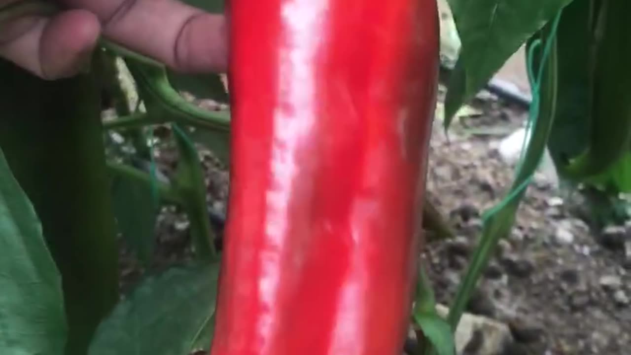 #Capia pepper harvest