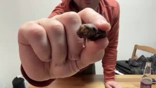 Chocolate Covered Grasshoppers Review