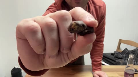 Chocolate Covered Grasshoppers Review