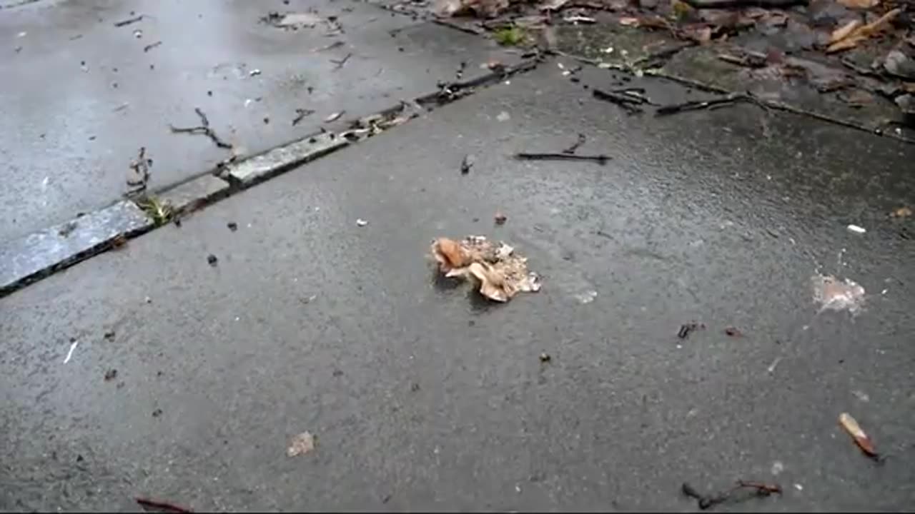 Blond Girl Walks in Park