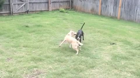 Lucky and Lola - Their First Video Together