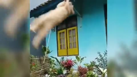 Funny ANIMALS videos