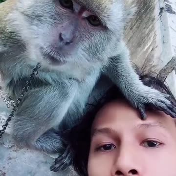 Crab-eating Macaque Mimics Owner's Kisses