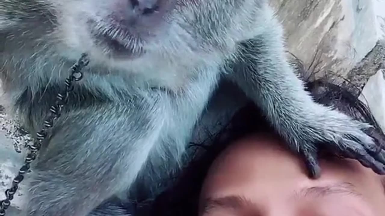 Crab-eating Macaque Mimics Owner's Kisses