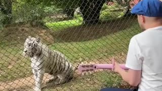 🤣🎶 Animals Reacting to Music - The Funniest Reactions! | FunFM